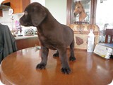 Labrador Retriever