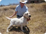Labrador Retriever