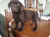 Labrador Retriever