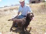 Labrador Retriever