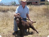 Labrador Retriever