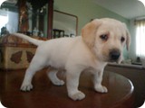 Labrador Retriever