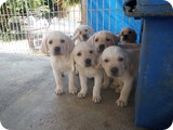 Labrador Retriever