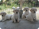 Labrador Retriever