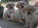 Labrador Retriever
