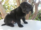Labrador Retriever