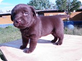 Labrador Retriever
