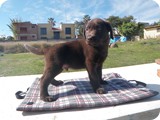 Labrador Retriever