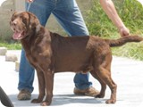 Labrador Retriever