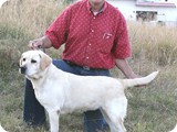 Labrador Retriever