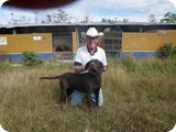 Labrador Retriever