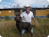 Labrador Retriever