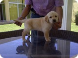 Labrador Retriever