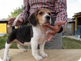 Beagles