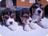 Beagles