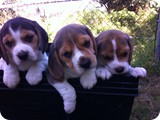 Beagles