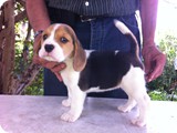 039Beagles