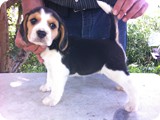Beagles