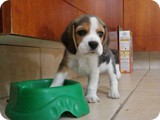 Beagles
