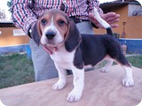 Beagles