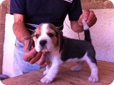 Beagles