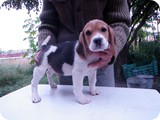 Beagles