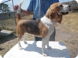 Beagles