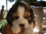 Beagles