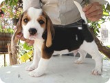 Beagles