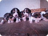 Beagles
