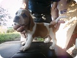 Beagles