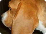 Beagles