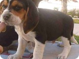 Beagles