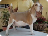 Beagles