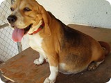 Beagles