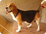 Beagles