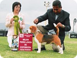 Beagles