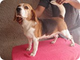 Beagles