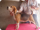 Beagles