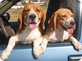 Beagles