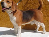 Beagles